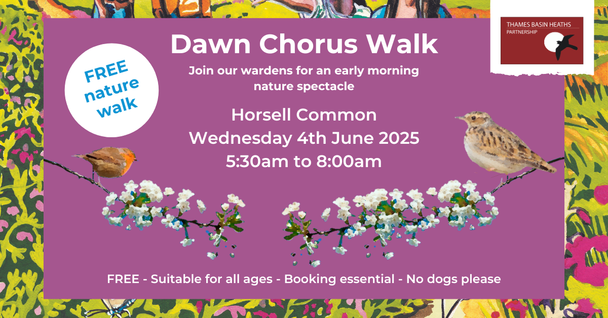 Pretty pink poster advertising a dawn chorus walk