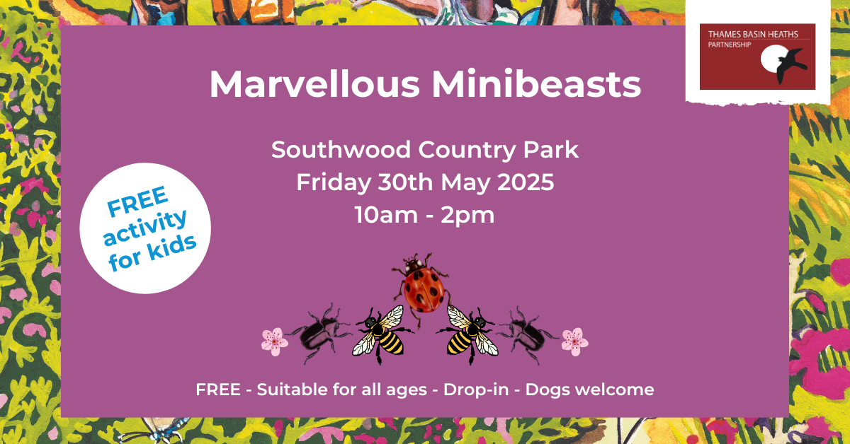 Pretty pink poster to advertise a minibeast event