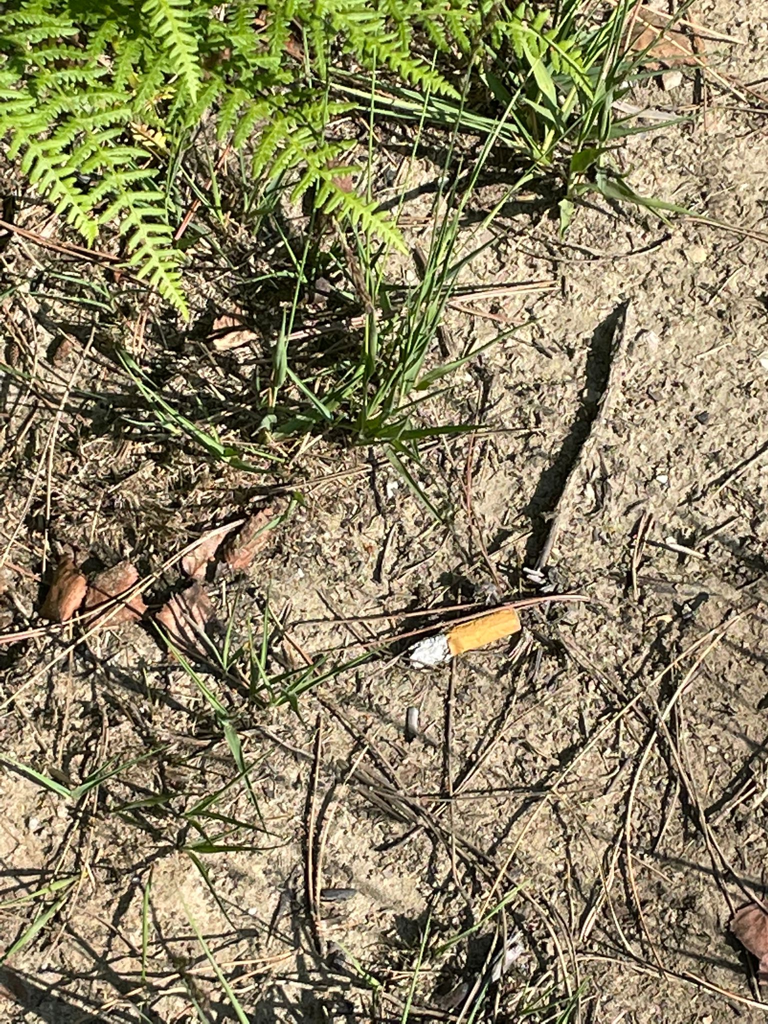 Photo of a disgarded cigarette butt on heathland floor