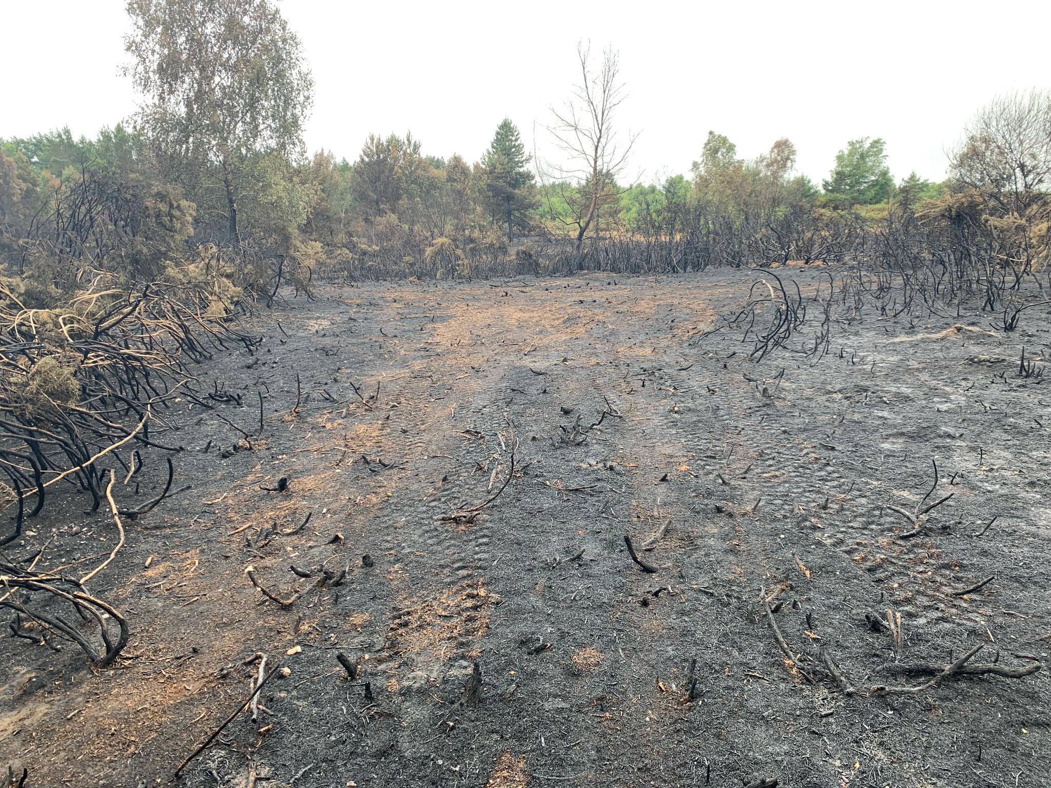 Blackened remains of heath from a wildfire