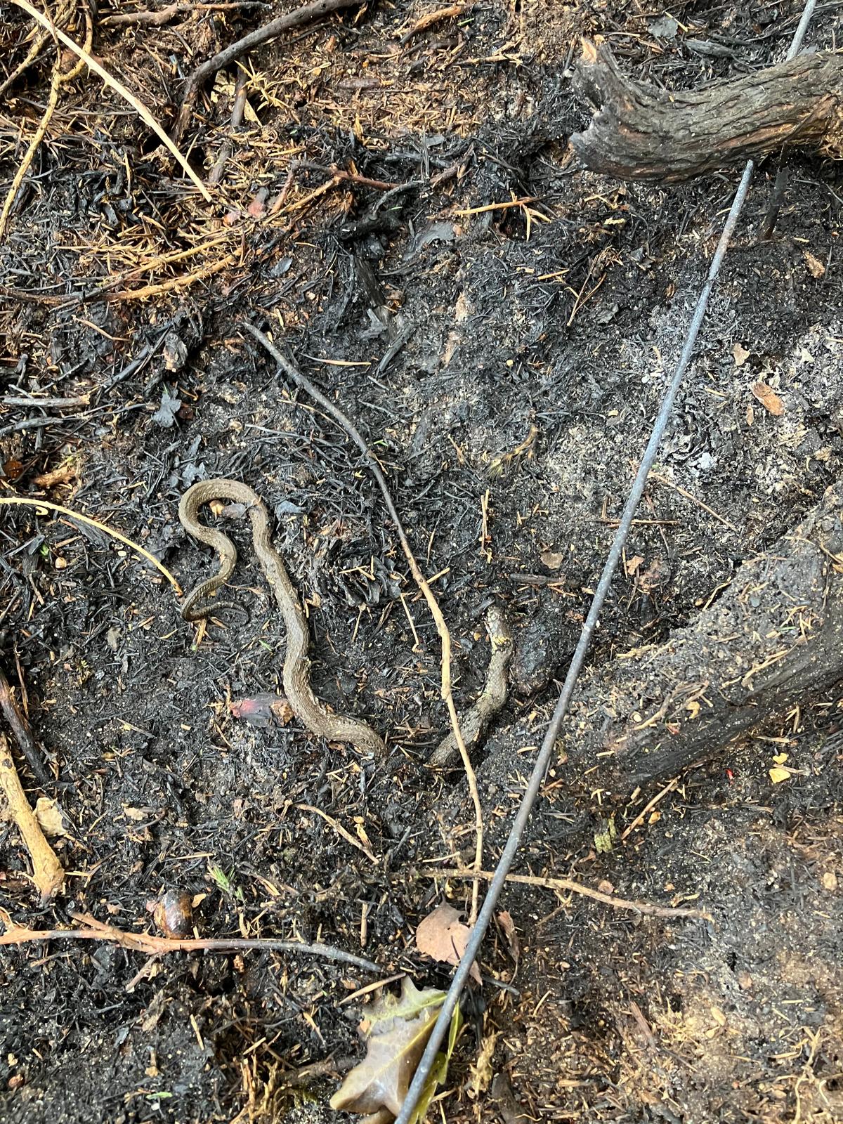Photo of remains of a burnt grass snake following a heathland fire