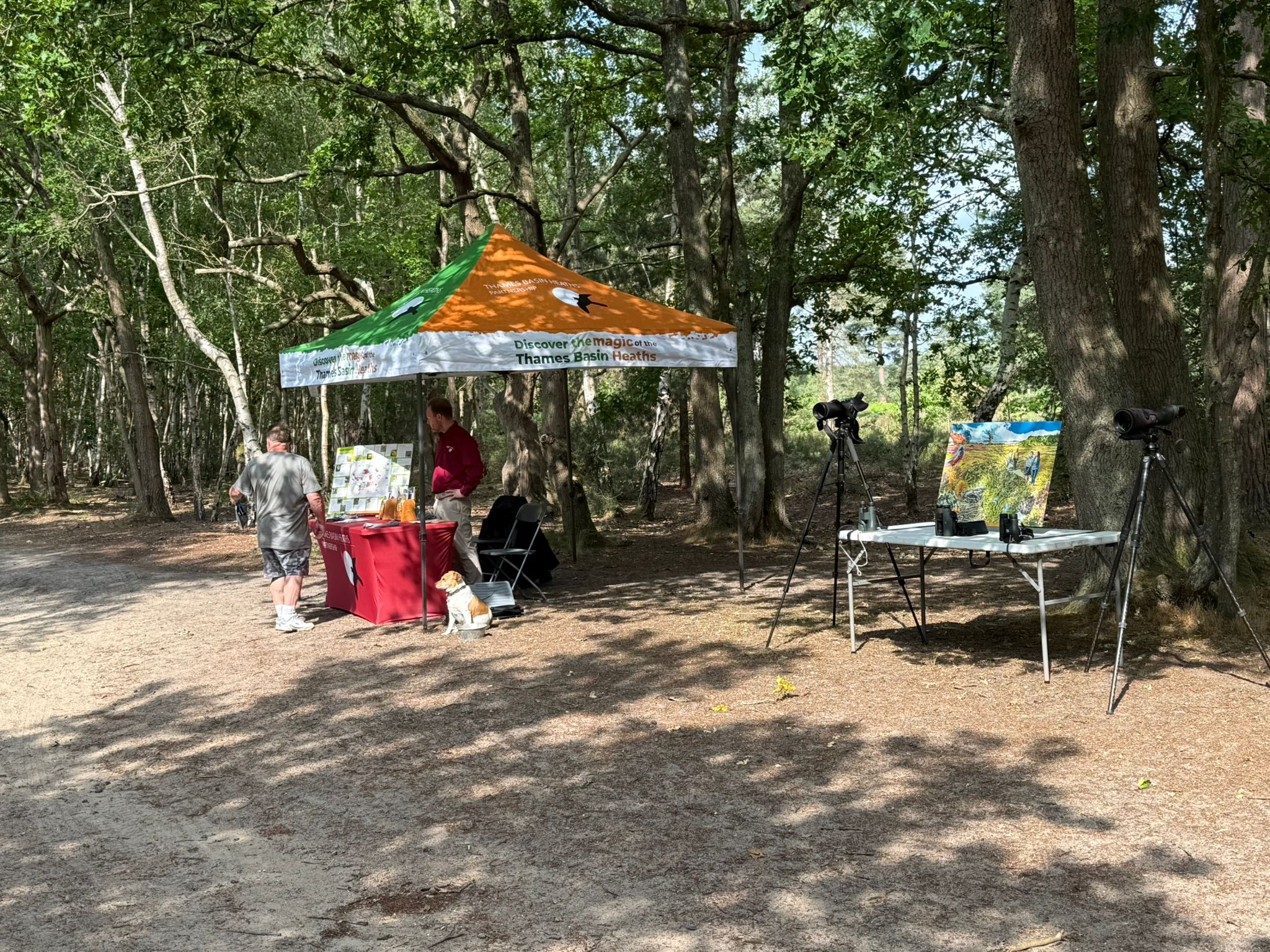 Photo pf a brightly coloured gazebo set up on a heathland sandy path with birch trees behind. The table contains a brightly coloured painted heathland scene and 2 pairs of binoculars. Theres a large viewing scope on tripod at either end