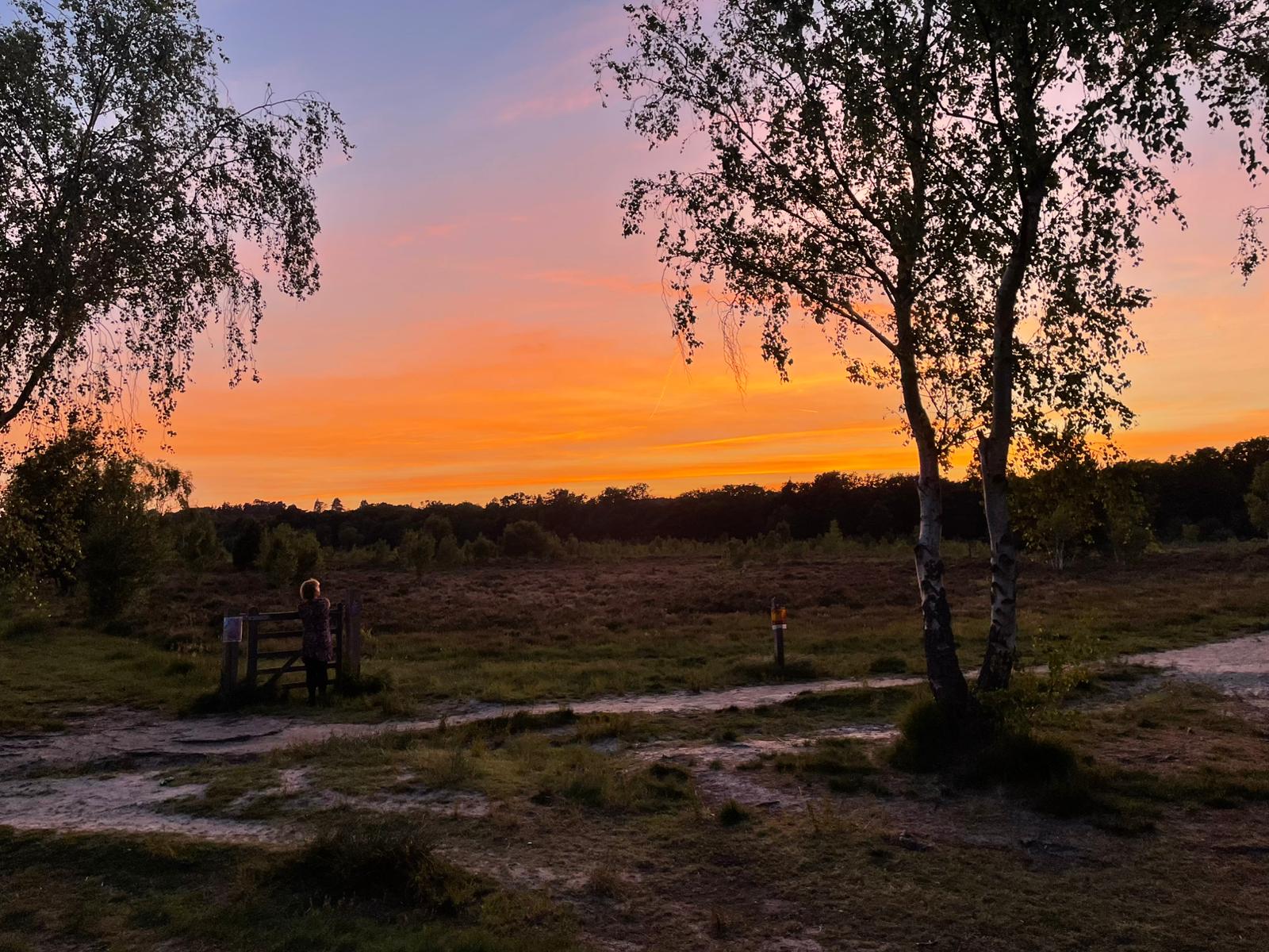 A photo of a heathland at dusk, with a warm orange sunset in the background and birch trees and sandy paths in the foreground.