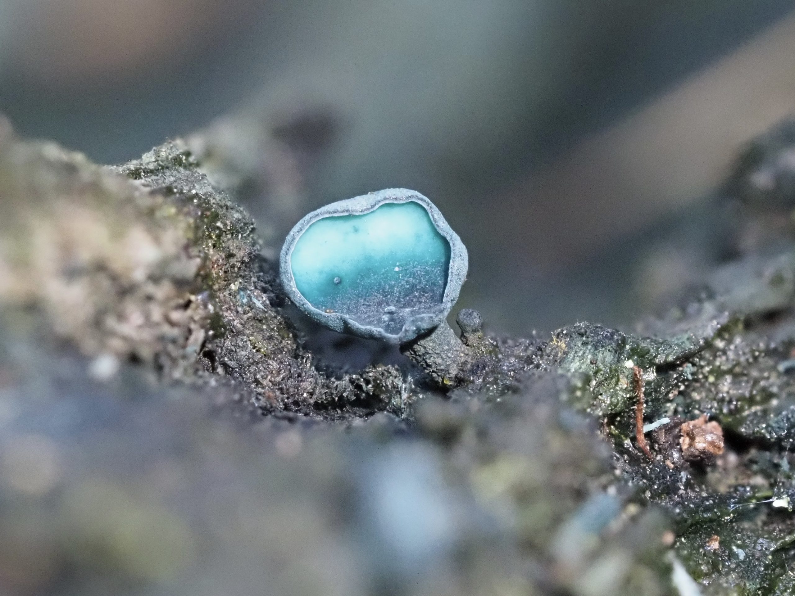 Green Elf Cup fungus