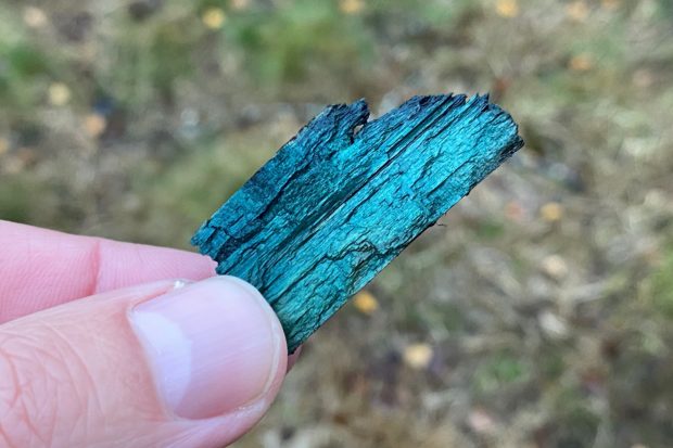 A piece of turquoise bark.