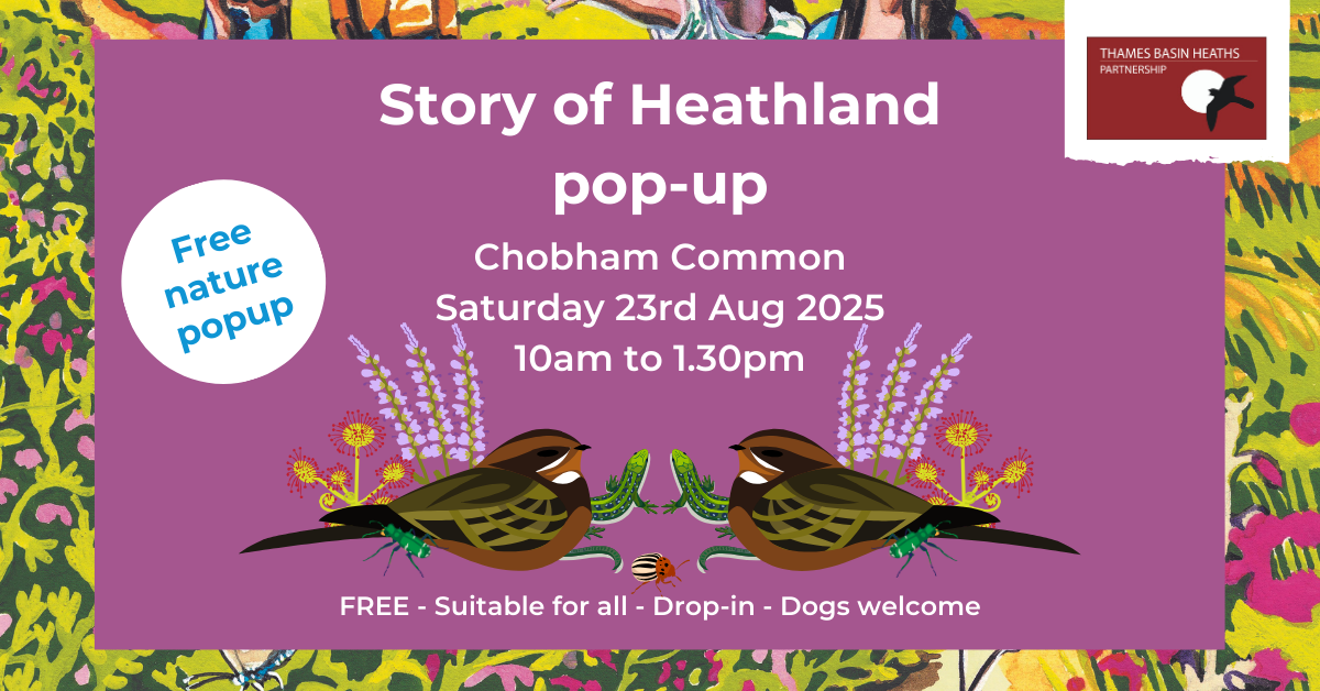 Pretty pink poster advertising a story of heathland poster with cartoon graphics of heather and nightjar birds