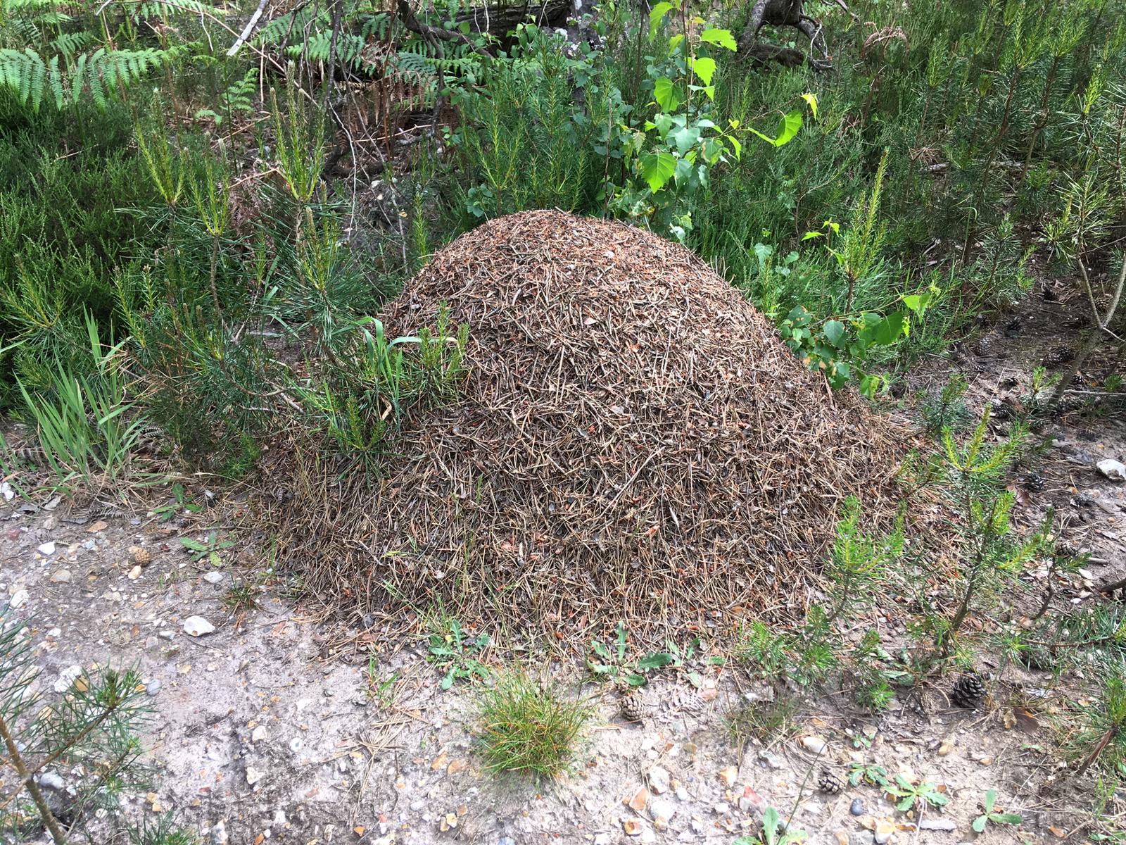 Photo of a large dome shaped wood ant nest made up of twigs and leaf litter