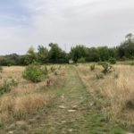 Photo of a grassy area with dry yellow grass and a mown path through the middle