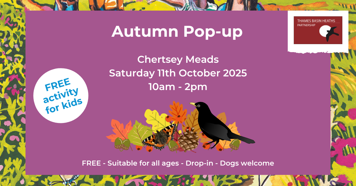 Chertsey Meads Autumn pop-up Oct 2025