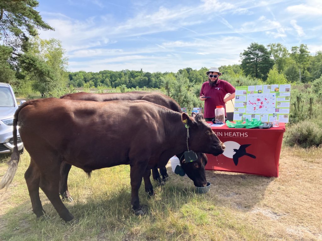 Cows in front of a pop up event and warden in an outdoor setting.