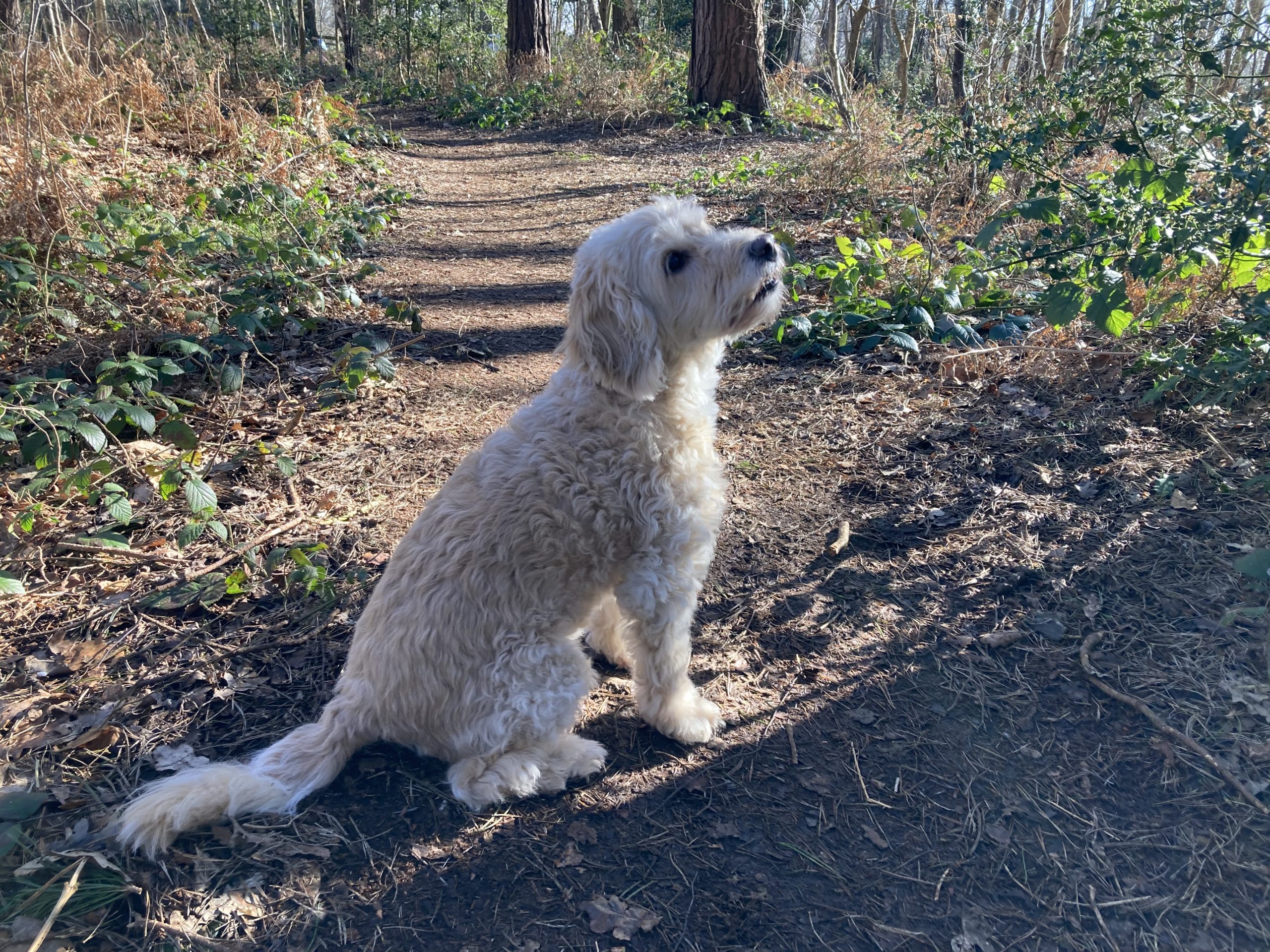 Photo of a large white dog on a woodland path