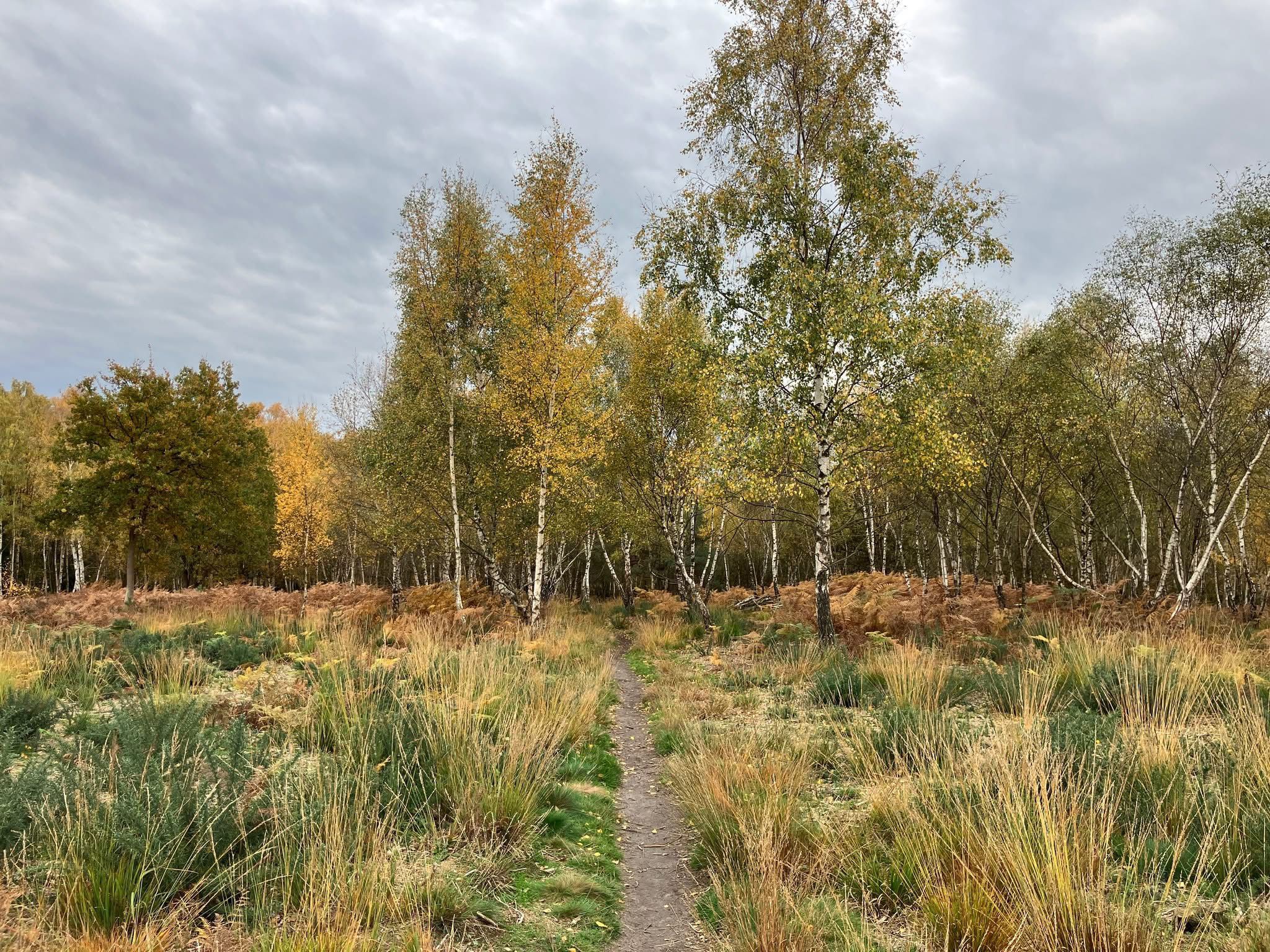 Photo of a heathland grass area with a sandy track running though the middle and trees in autumn leaf