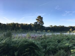 Lowland heathland habitat with mist.